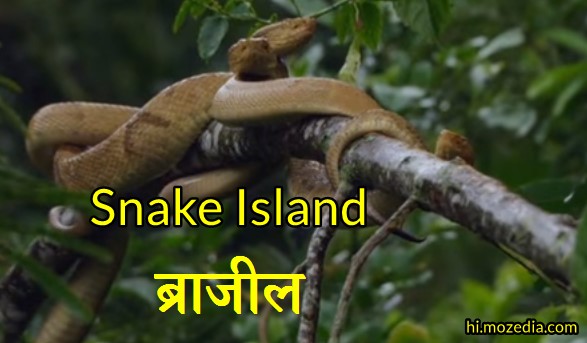 Snake Island, सांप द्वीप, ब्राजील