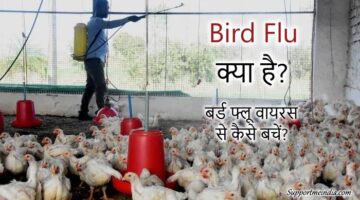 Bird Flu Virus Kya hai or Isse kaise bache