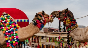 Pushkar Fair